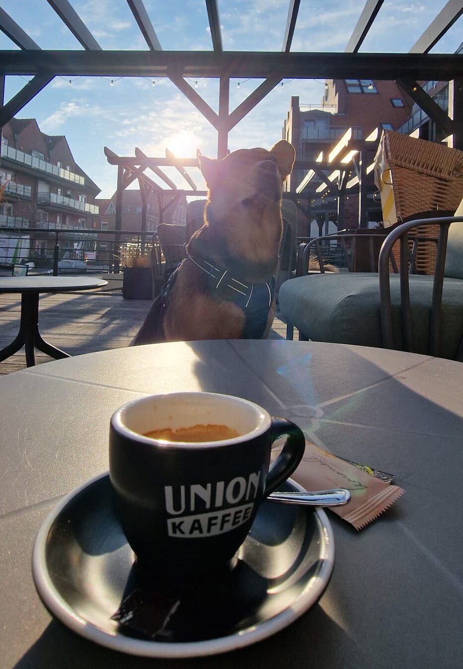 Espressotasse auf Terrassentisch, dahinter ein sitzender Mischlingshund, Himmel und Pergola im Hintergrund