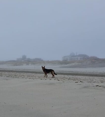 Hund steht einsam am Strand, der Himmel ist grau im Nebel