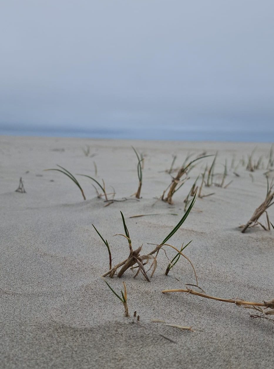 Strand, einzelne Grashalme, Horizont, blauer Himmel