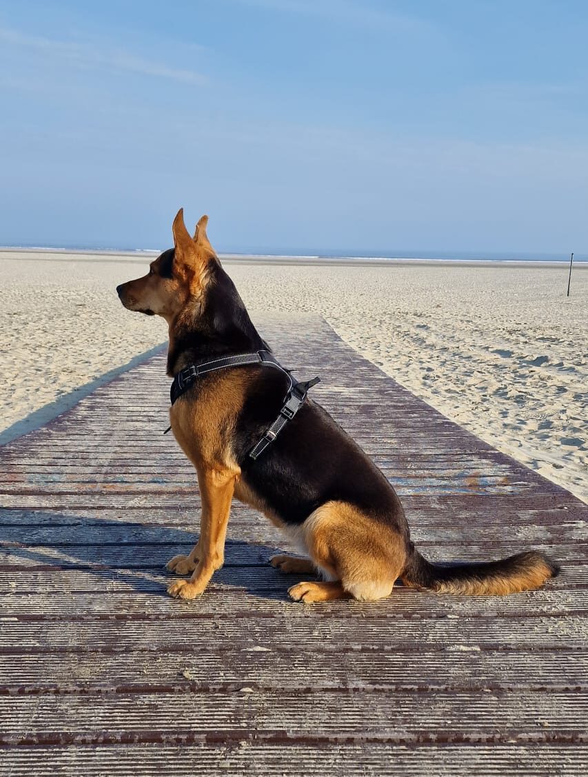 Mischlings-Hund sitzt seitlich kerzengerade auf dem Plattenweg am Strandabgang
